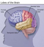 Dr.Aniruddh Kulkarni Best Neuro Surgeon epilepsy Lobes